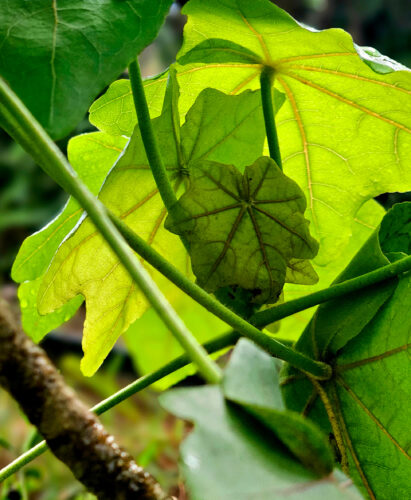 Send your best photos from Maui County to mauiphotos@mauinews.com for a chance to see them featured on our website and in our weekly print edition.